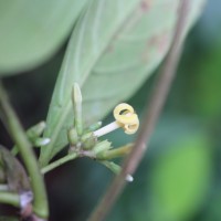 Timonius flavescens (Jacq.) Baker